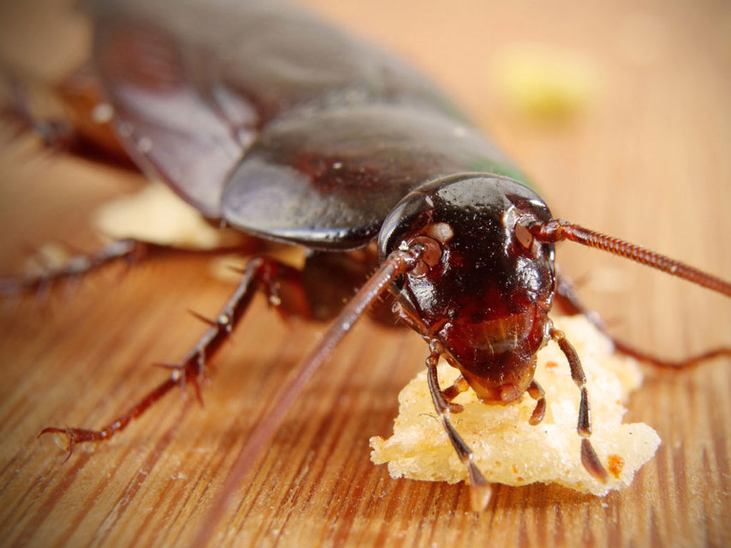 Pest-control-cockroaches