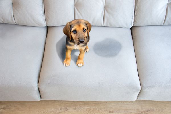 Upholstery cleaning dog peeing on couch