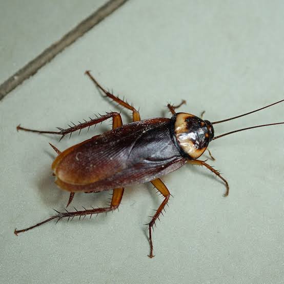 Pest control - cockroaches