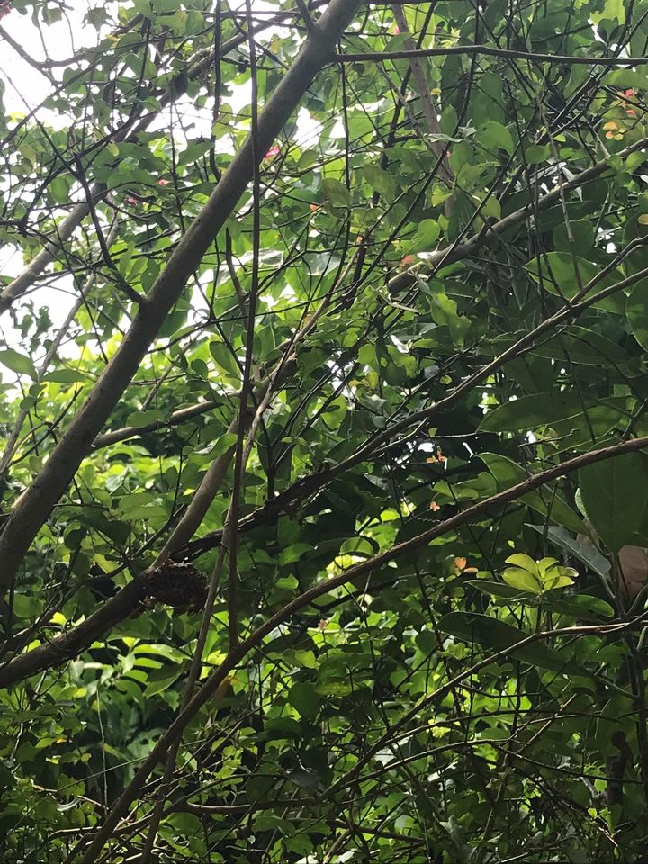 Hornet nest removal